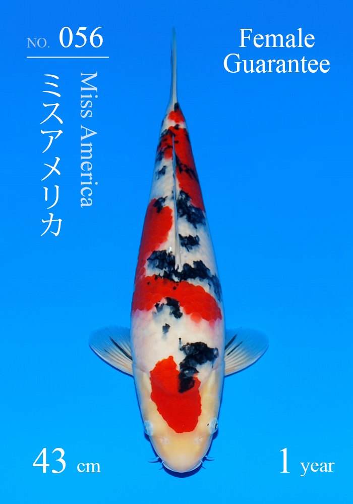 ミスアメリカ