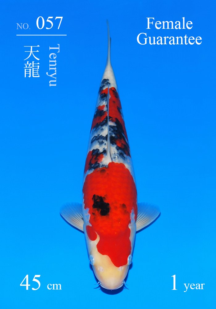 天龍
