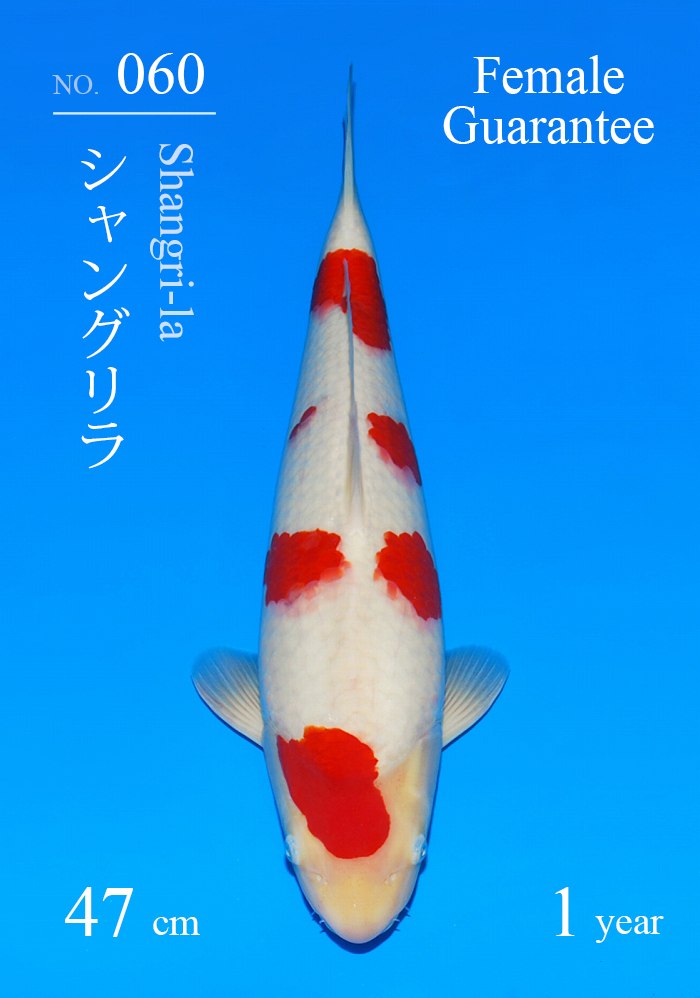 シャングリラ