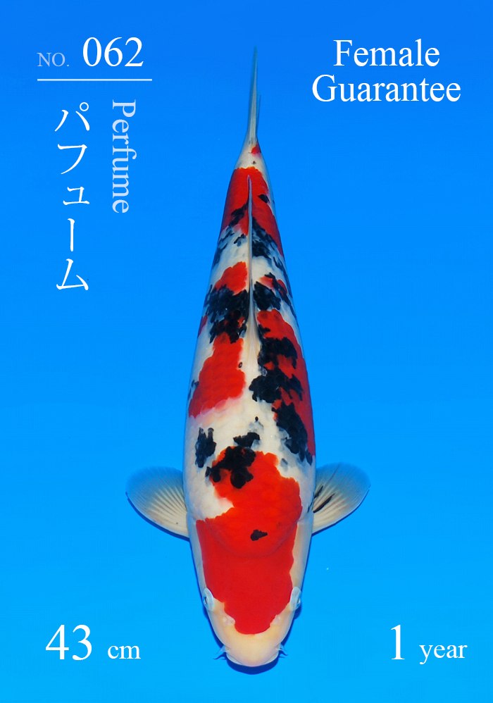 パフューム