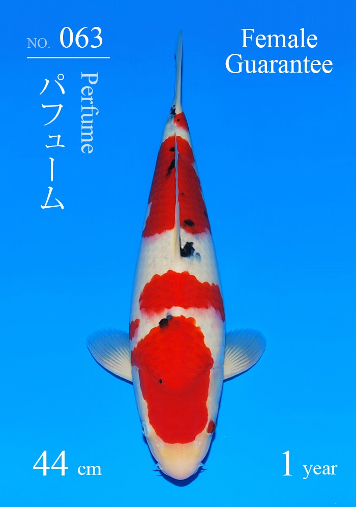 パフューム