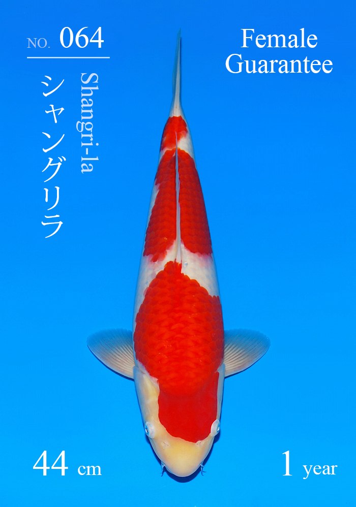 シャングリラ