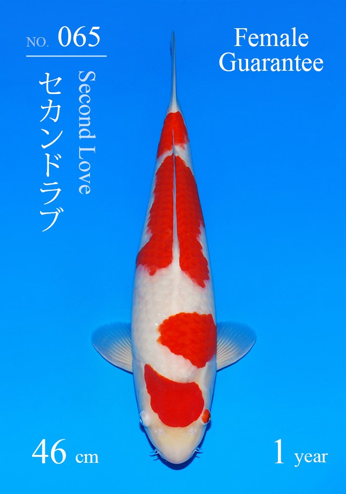 セカンドラブ