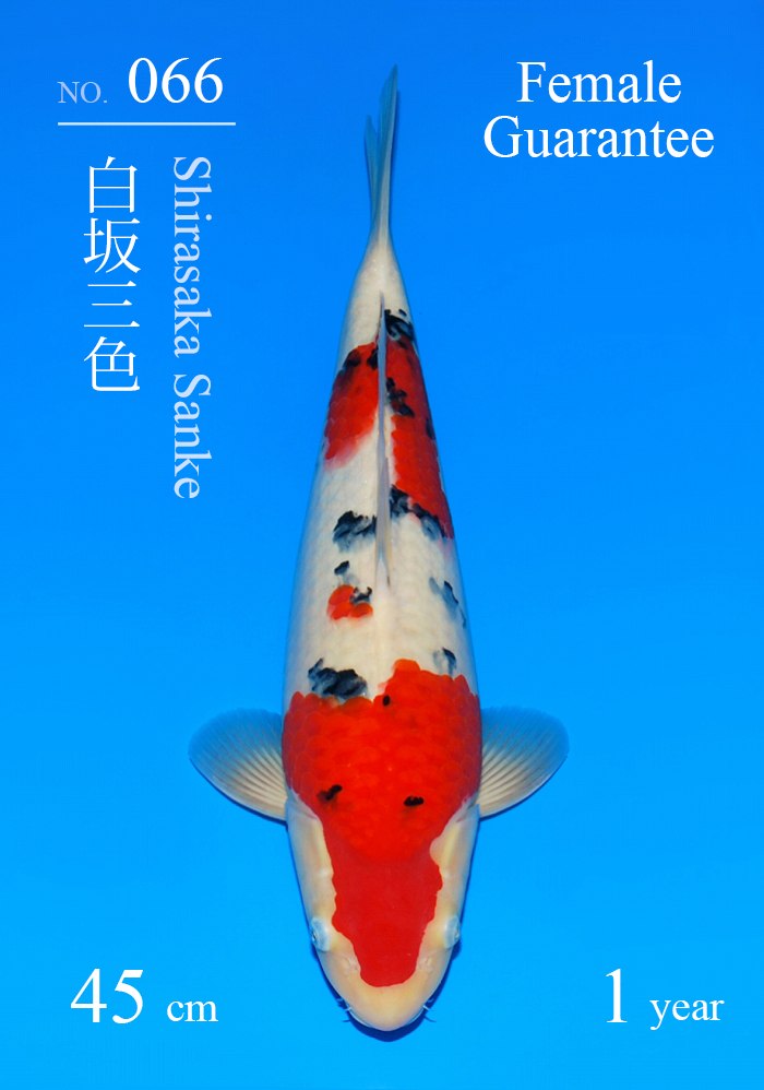白坂三色