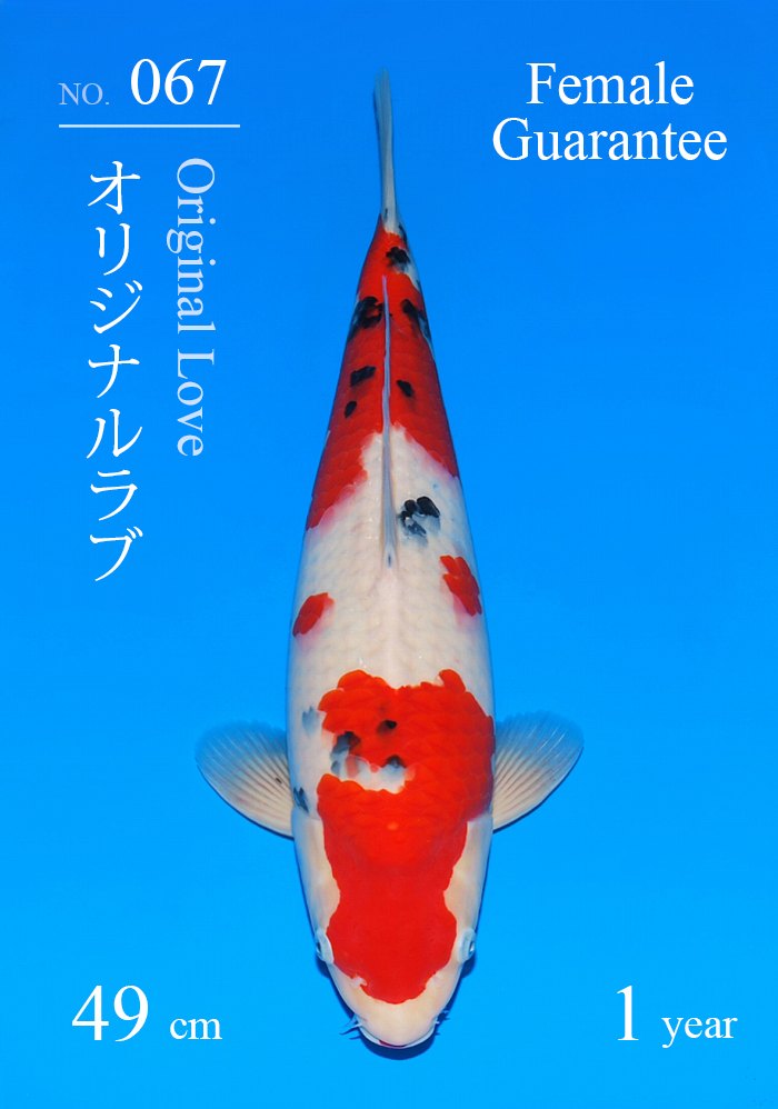 オリジナルラブ