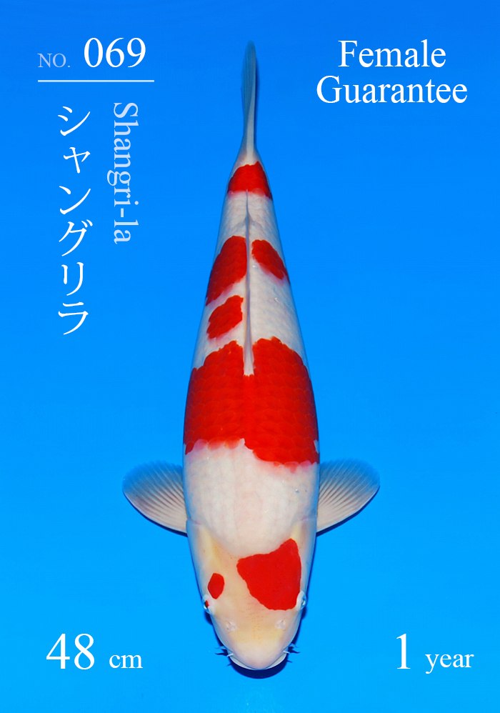 シャングリラ