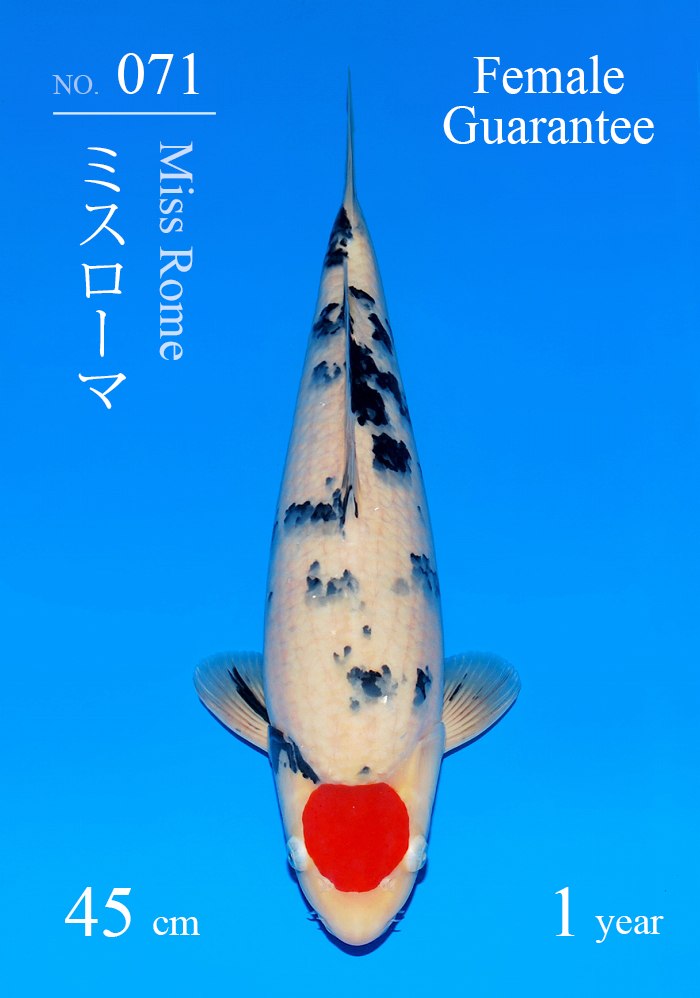 ミスローマ