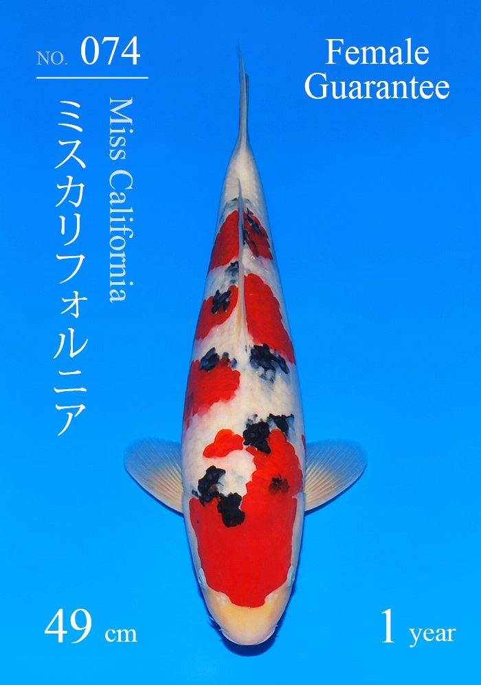 ミスカリフォルニア