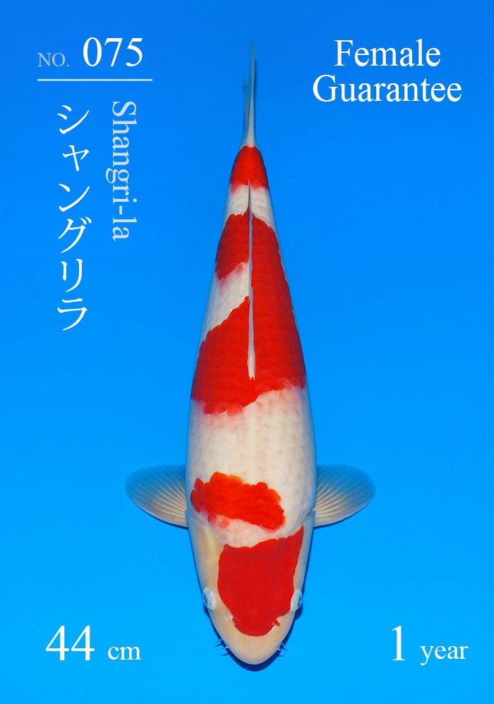 シャングリラ