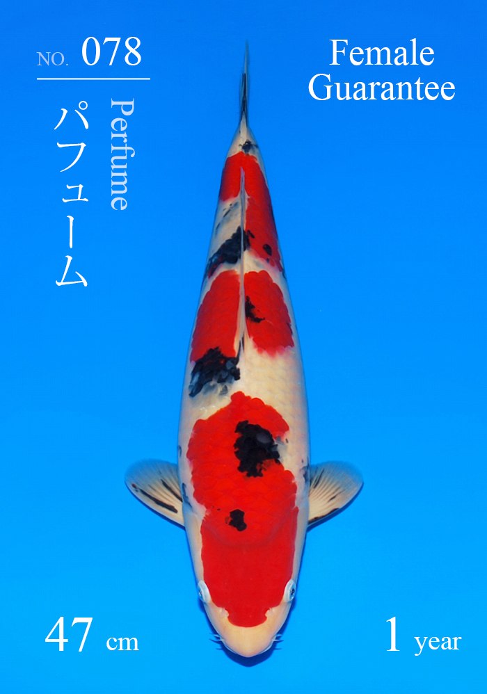 パフューム