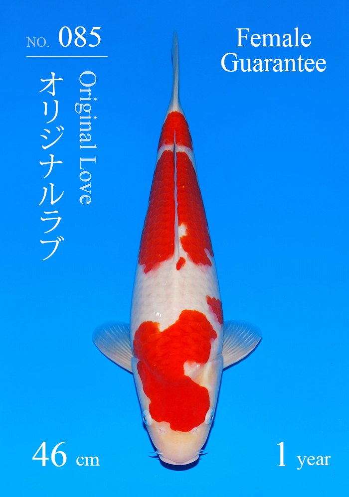 オリジナルラブ