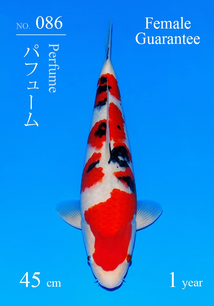 パフューム