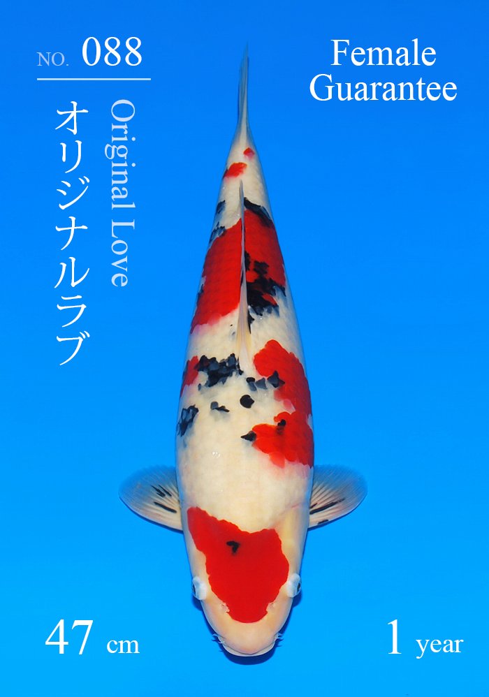 オリジナルラブ