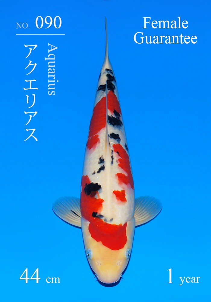 アクエリアス