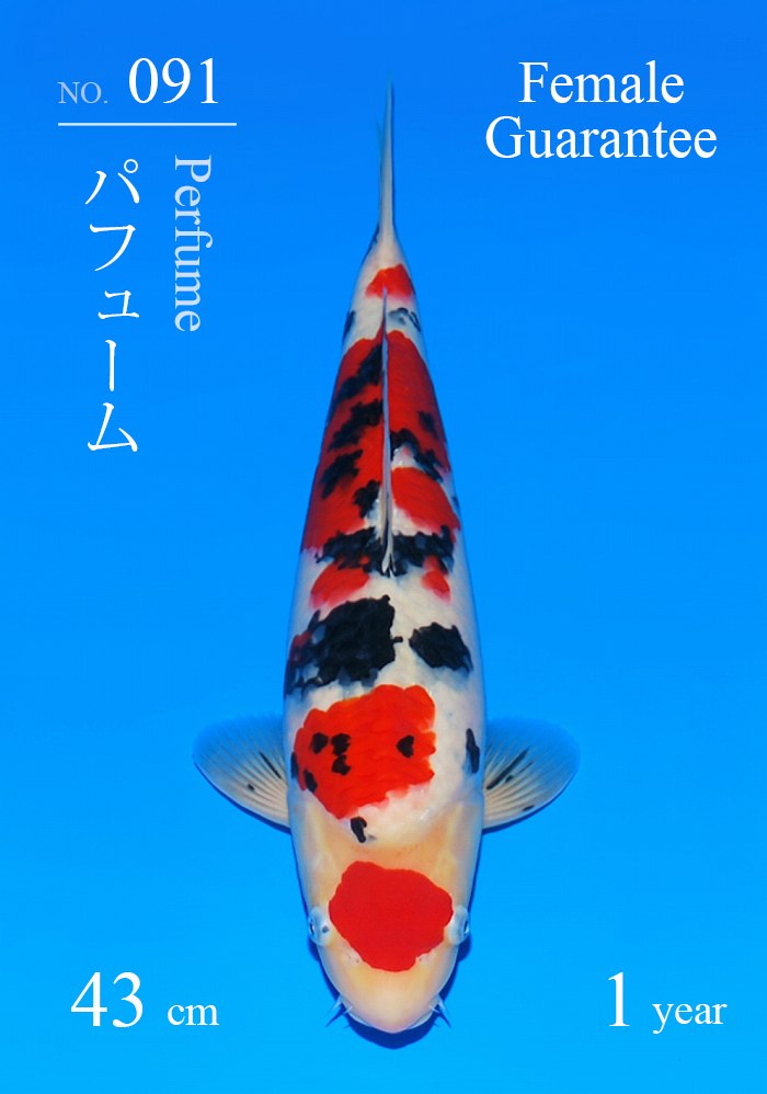 パフューム