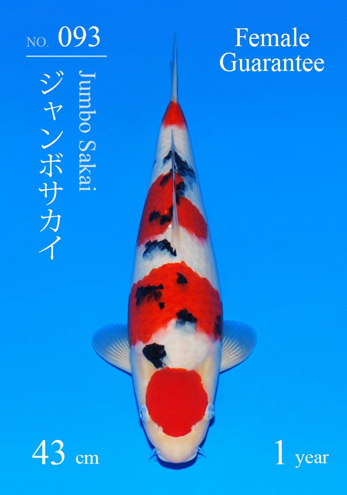 ジャンボサカイ