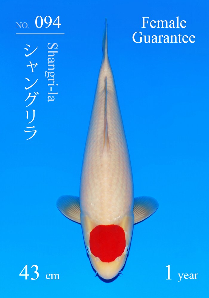 シャングリラ