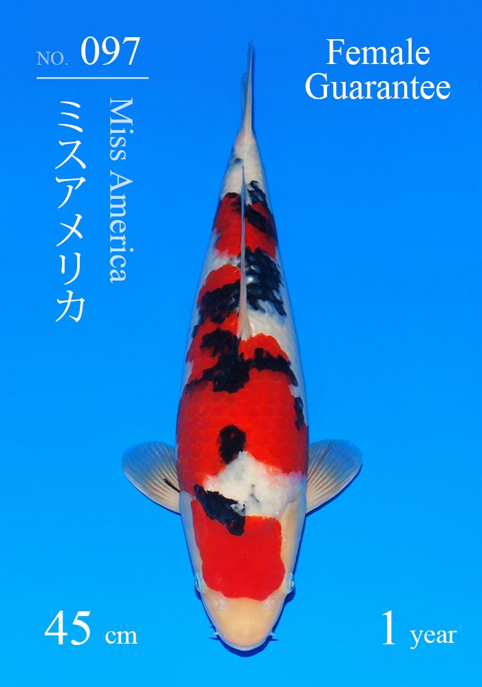 ミスアメリカ