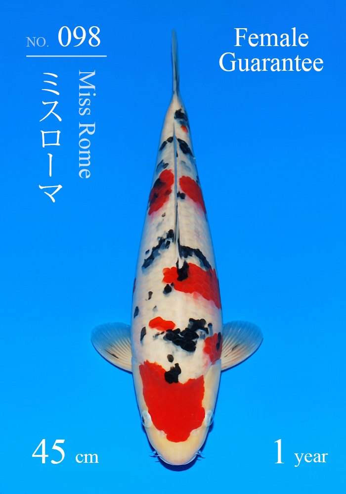 ミスローマ