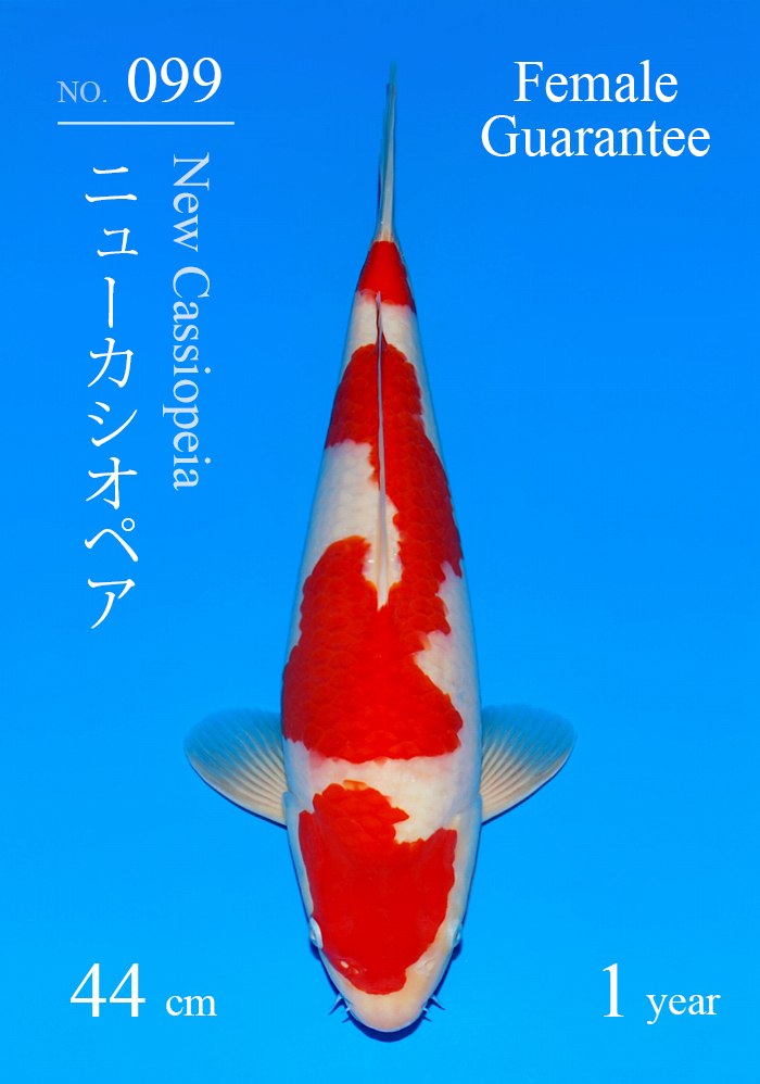 ニューカシオペア