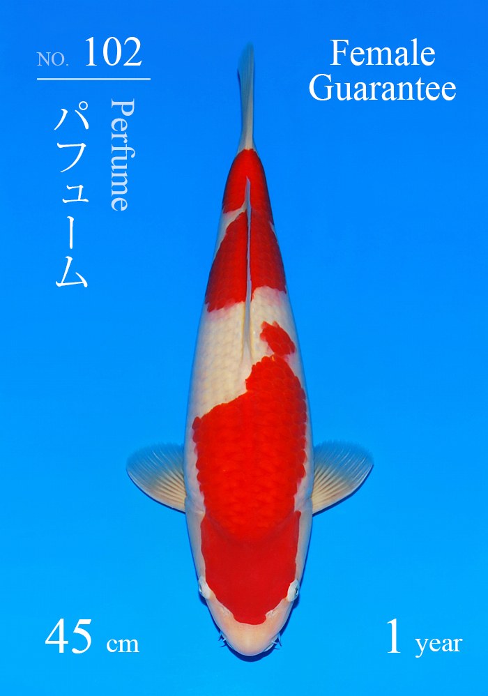 パフューム