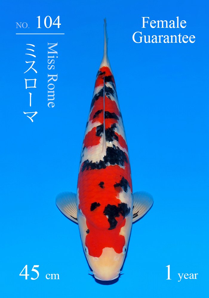 ミスローマ