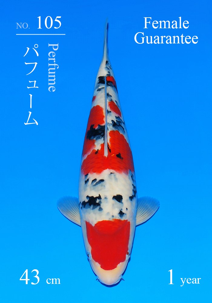 パフューム