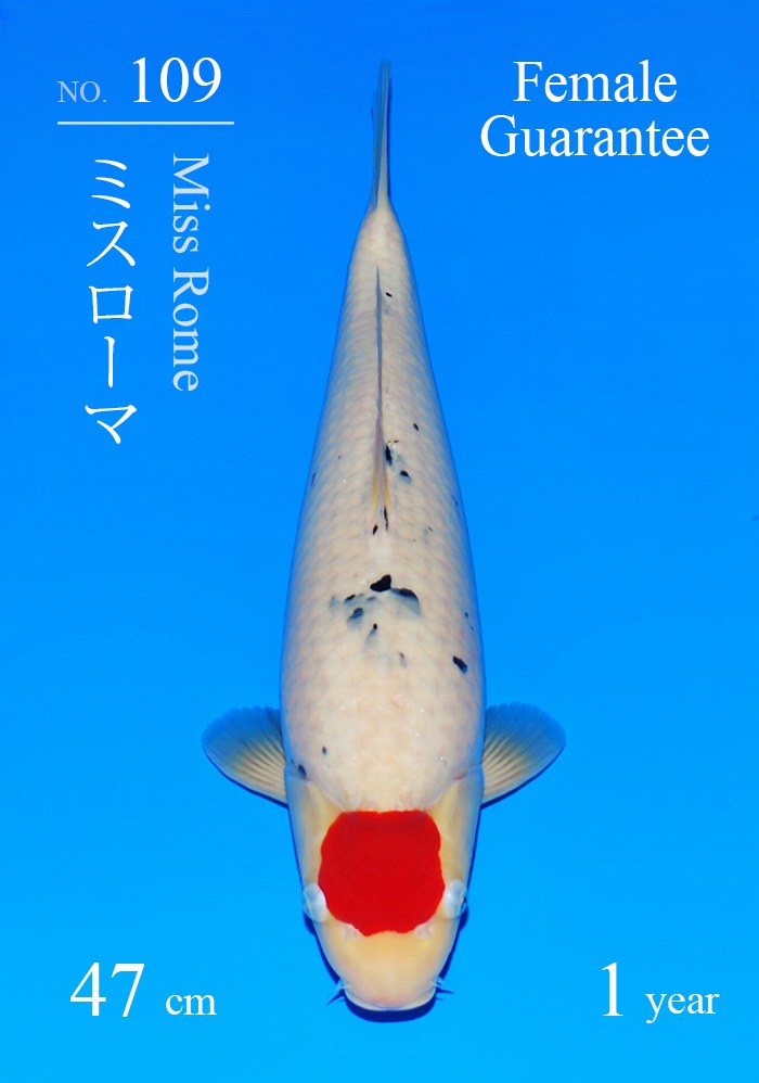 ミスローマ