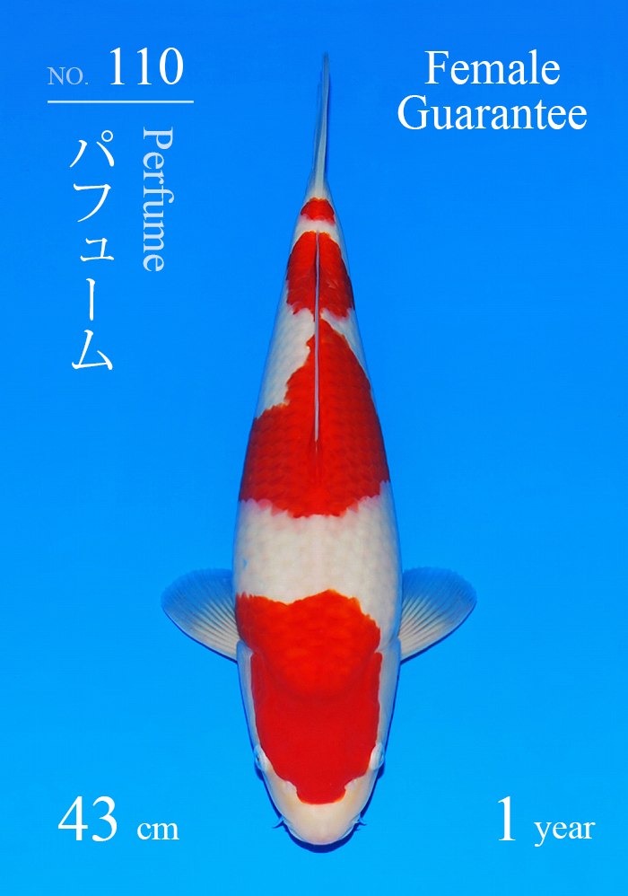 パフューム