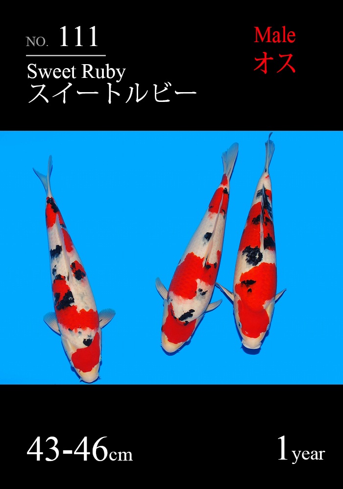 スイートルビー