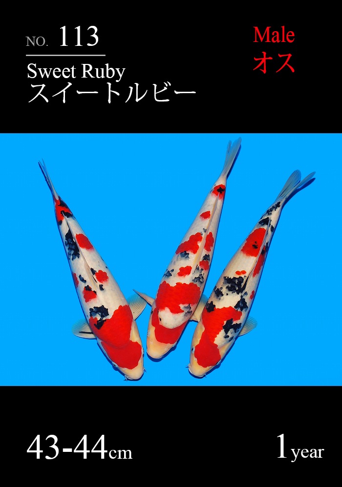 スイートルビー
