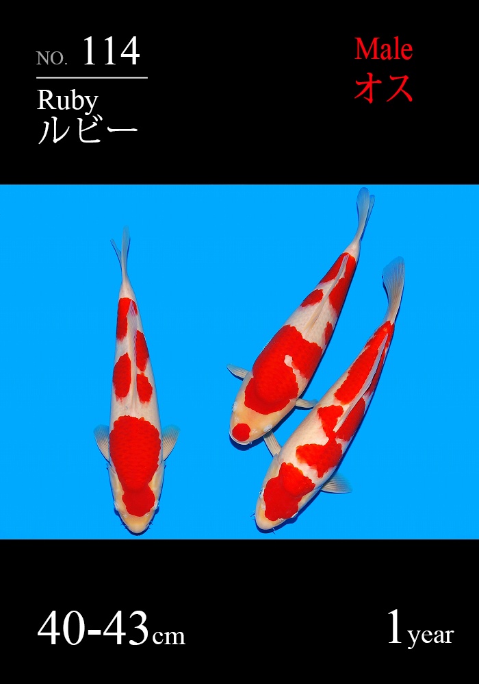 ルビー