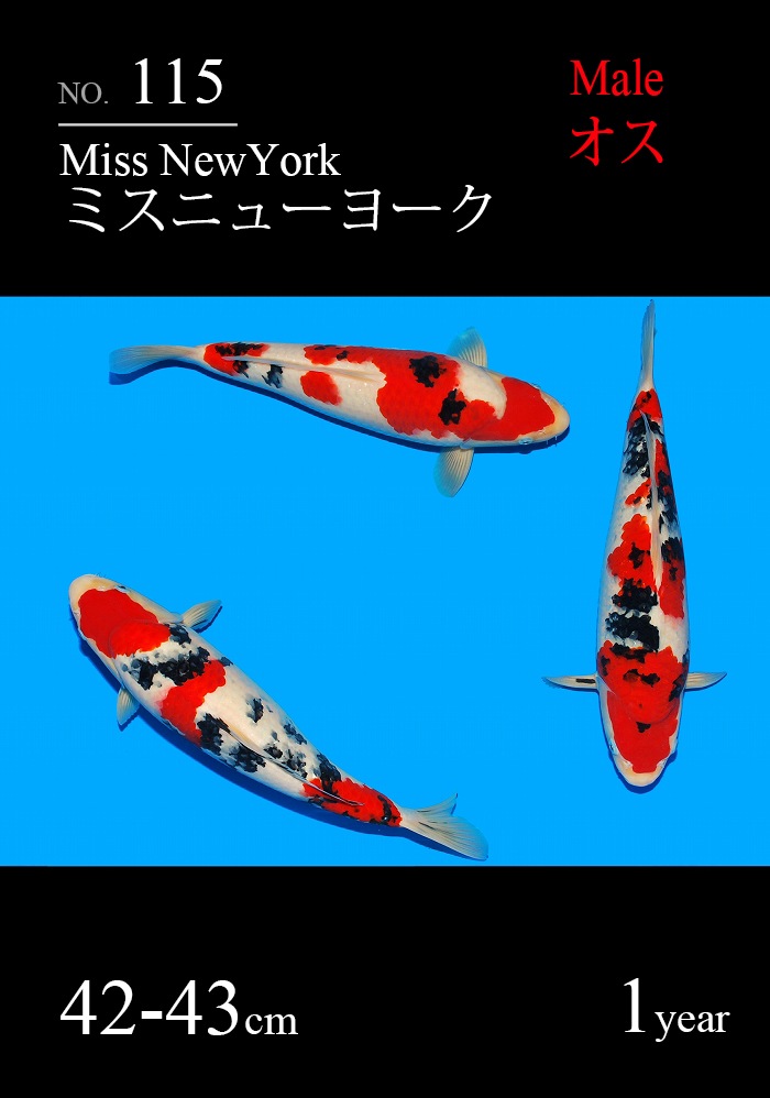 ミスニューヨーク