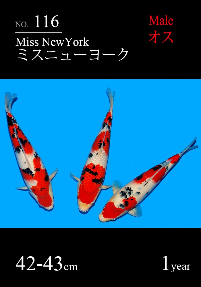 ミスニューヨーク