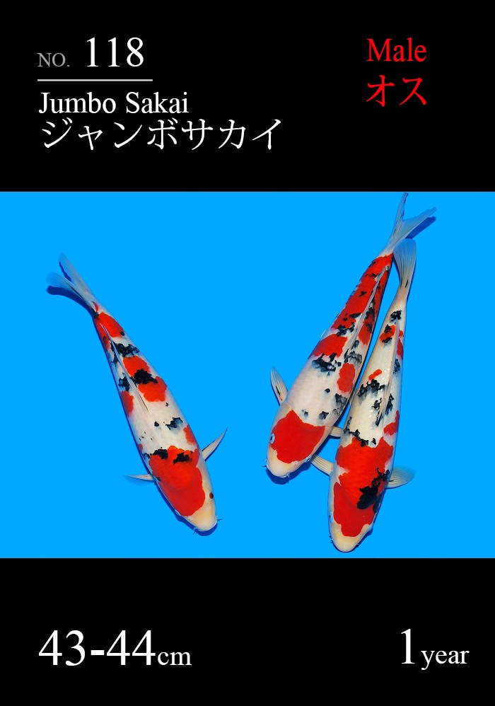 ジャンボサカイ