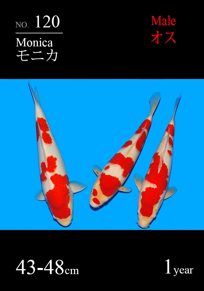 モニカ