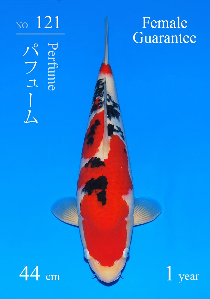 パフューム