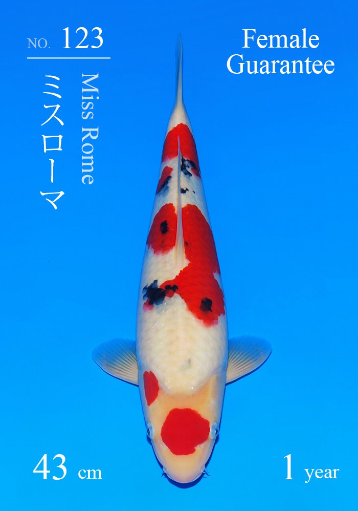 ミスローマ
