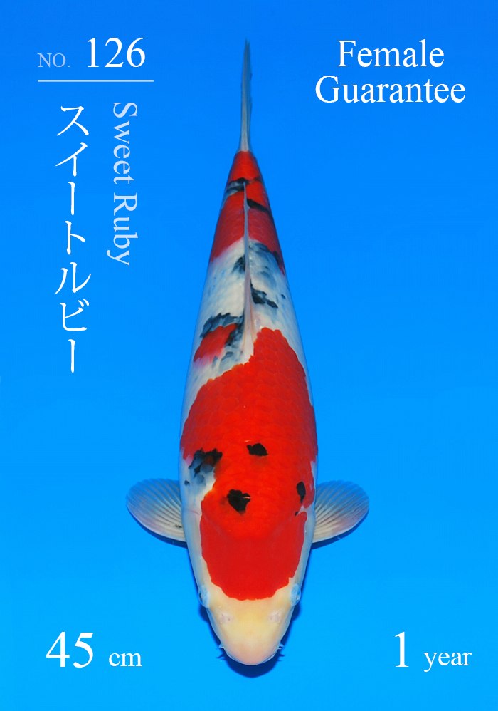 スイートルビー