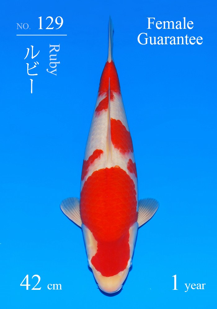 ルビー