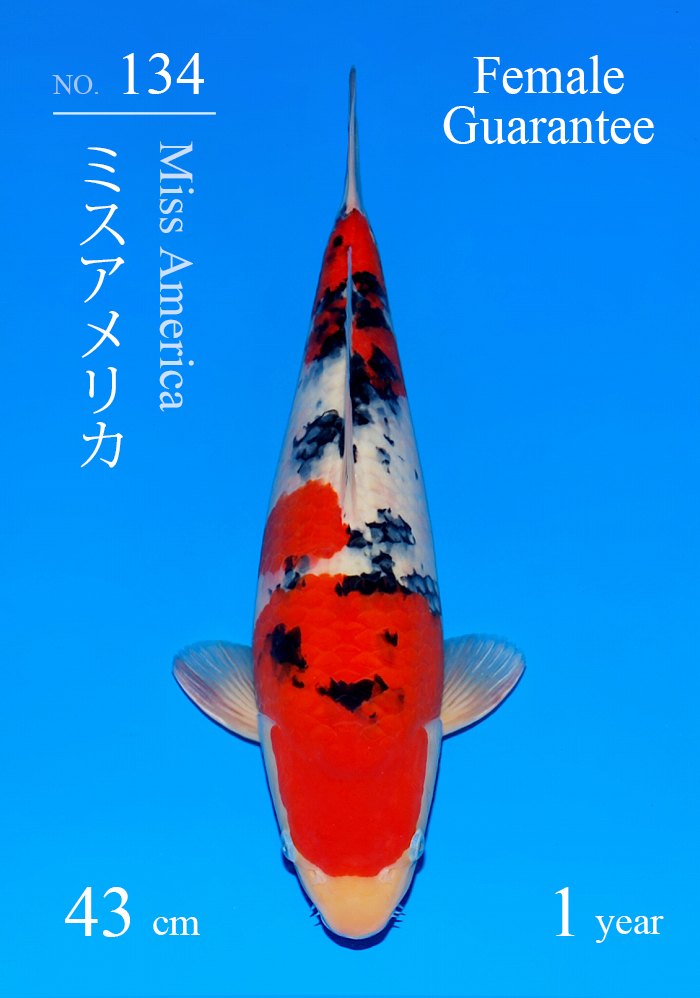 ミスアメリカ