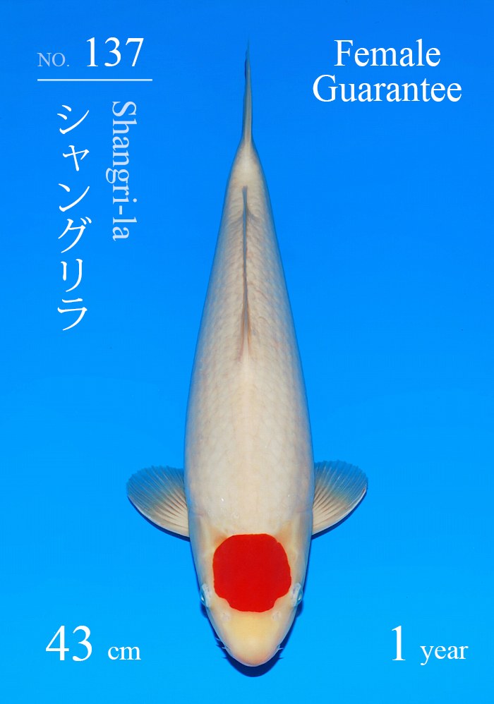 シャングリラ