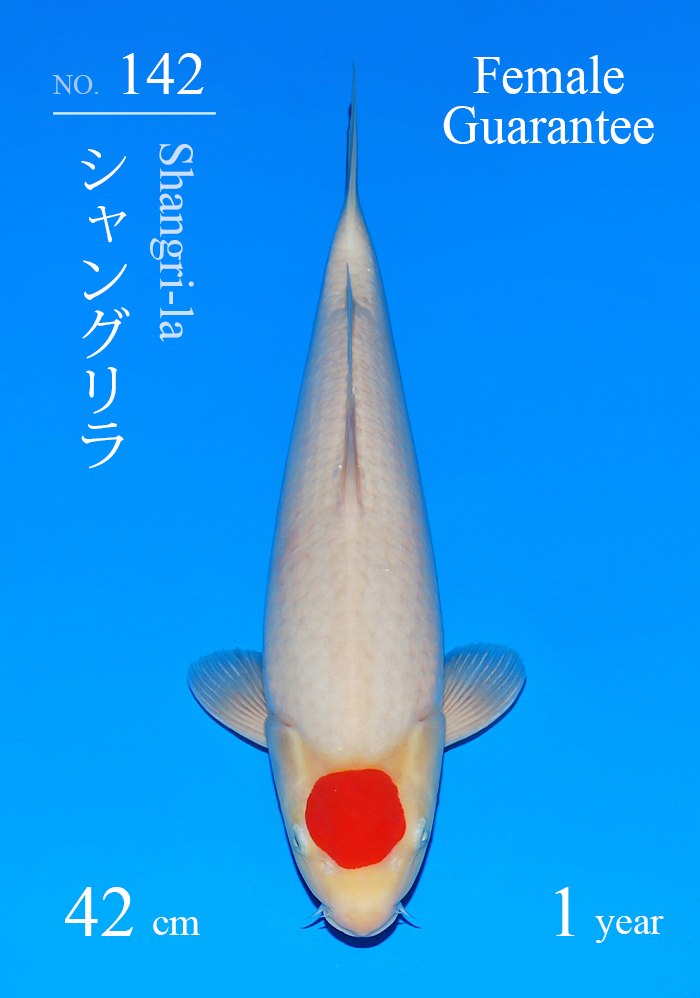 シャングリラ