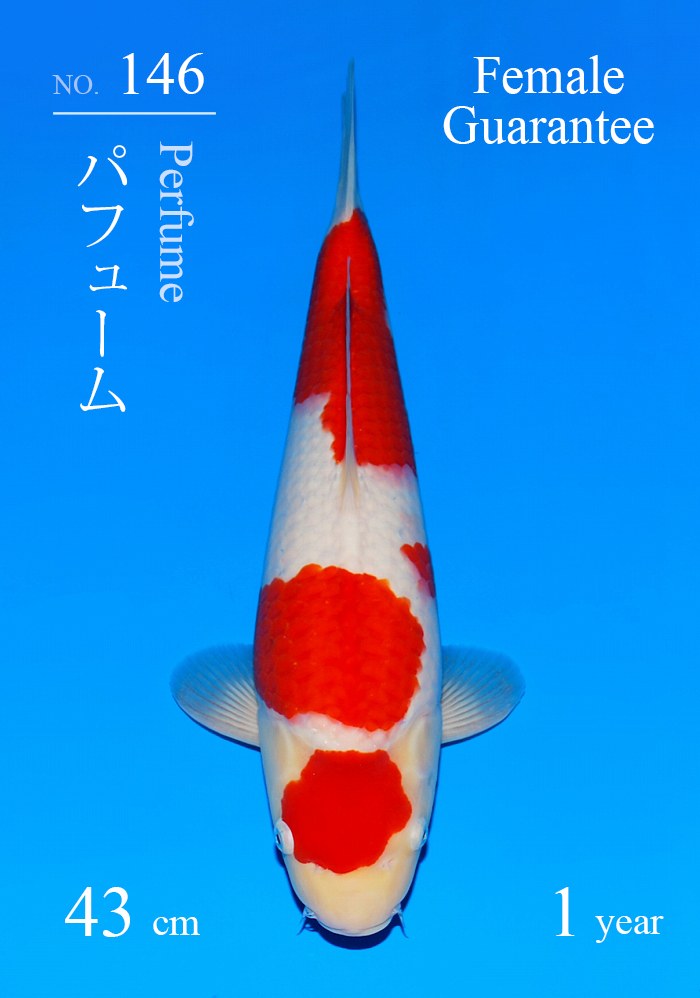 パフューム