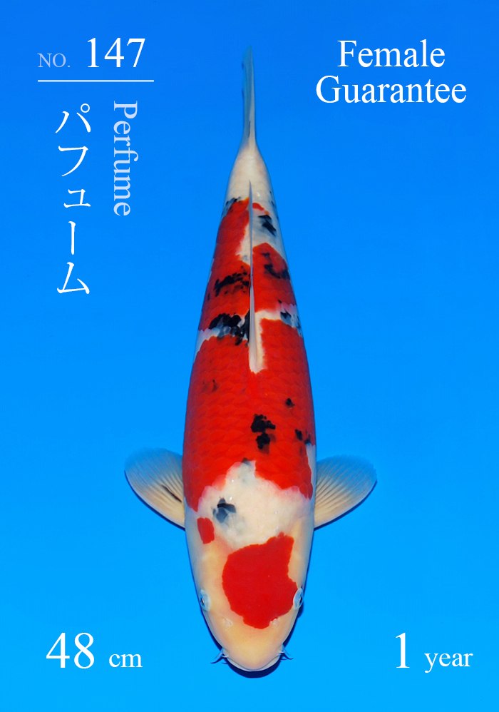 パフューム