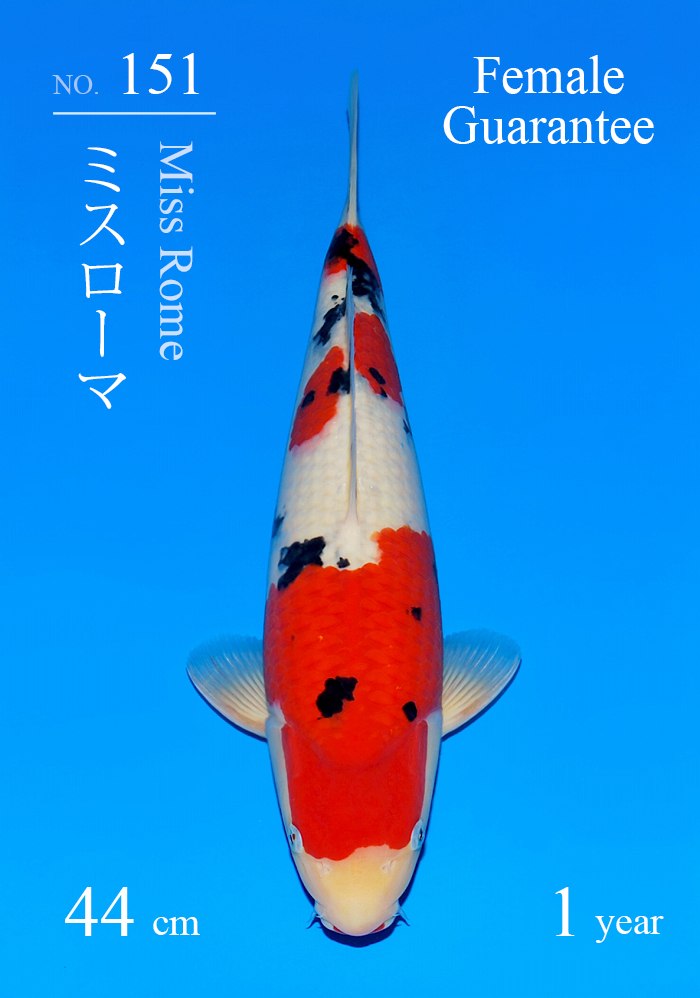 ミスローマ