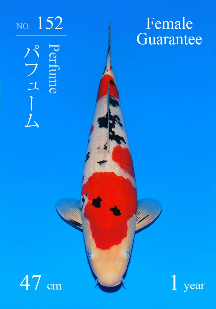 パフューム