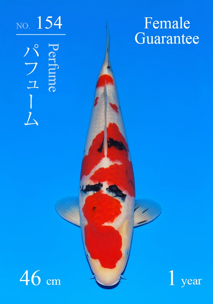 パフューム