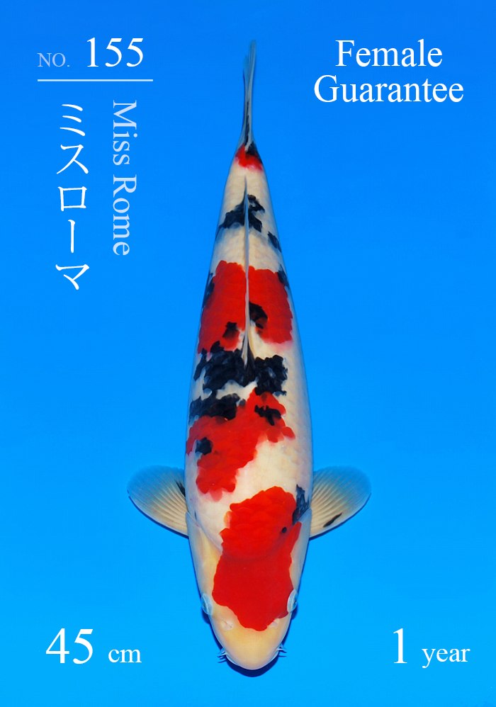 ミスローマ