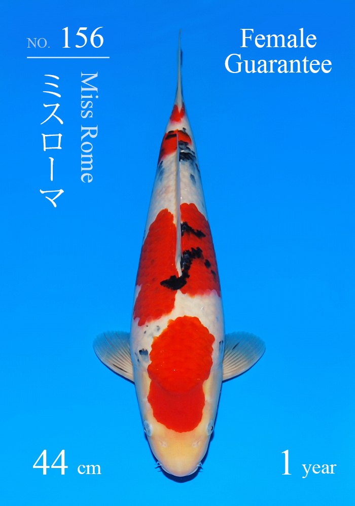 ミスローマ